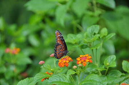 depth of field photography of Monarch butterfly on flower thumbnail