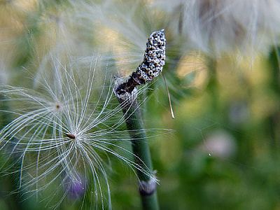 Ripe Fruit, Scouring Rush Horsetail thumbnail