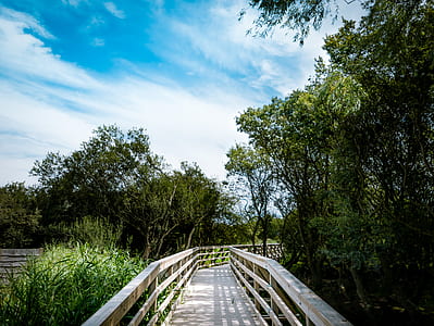 empty brown wooden pathway beside trees thumbnail