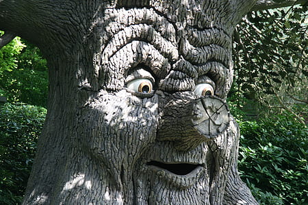 gray tree trunk with face near green leaf plant at daytime thumbnail