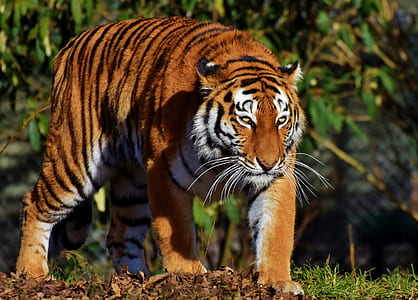 closed-up photography of tiger thumbnail