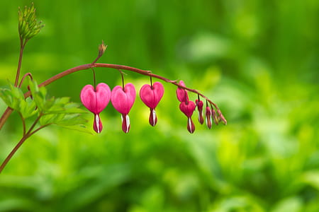 closeup photo of bleeding heart flower thumbnail
