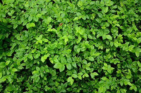 green leafed plant thumbnail
