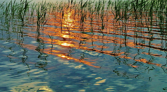 plant and body of water thumbnail