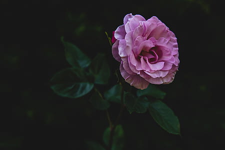 pink petaled flower on ground thumbnail