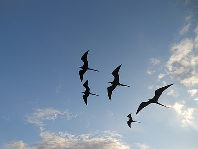 low angle photo of flock of birds flying under blue sky thumbnail