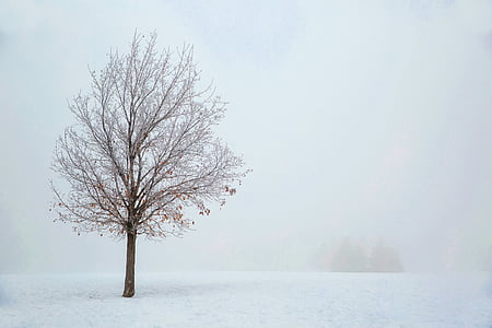 brown bare tree thumbnail