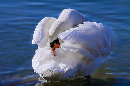 tundra swan on water thumbnail