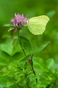 selective focus photography of brimstone butterfly perched on purple petaled flower thumbnail