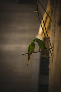 two parakeets on wall rod thumbnail