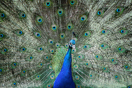 close up photography of blue and green peacock thumbnail