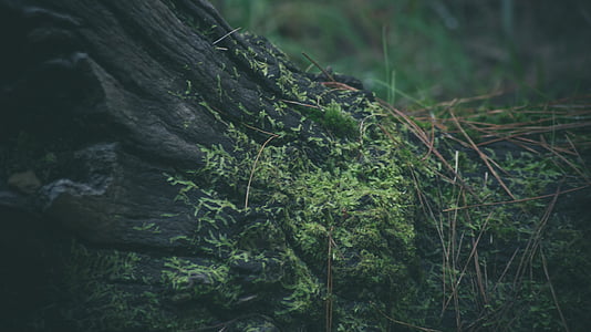 brown tree with moss thumbnail