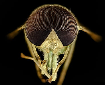macro photography of brown fly thumbnail