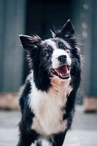 black and white border collie puppy in shallow focus shot thumbnail