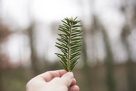 person holding green leaf thumbnail