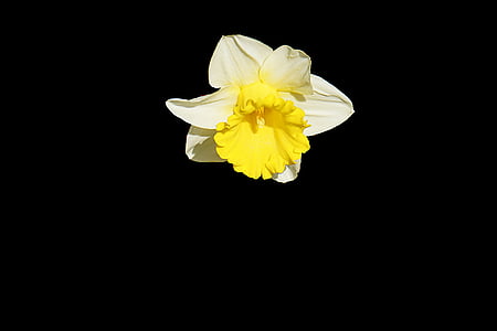 falling white flower thumbnail
