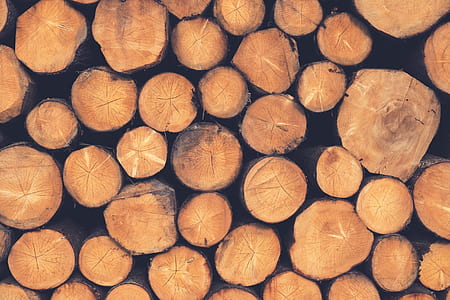 brown tree logs thumbnail