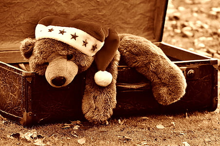 brown bear on opened suitcase thumbnail