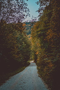 grey road trail between trees thumbnail