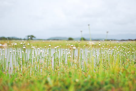 dandelion flower field under cloudy sky during daytime thumbnail
