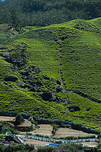 landscape, mountains, field, countryside thumbnail