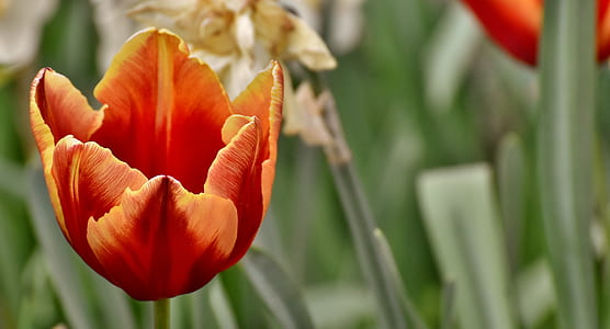 closeup photo of orange tulips thumbnail