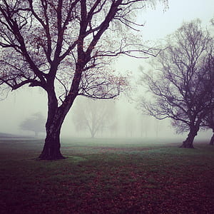 trees covered with fog thumbnail