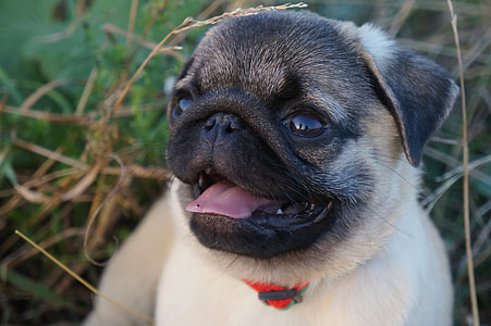 close-up photography of fawn Chinese pug thumbnail
