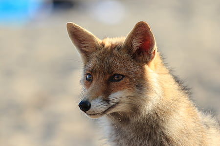 brown fox photography thumbnail