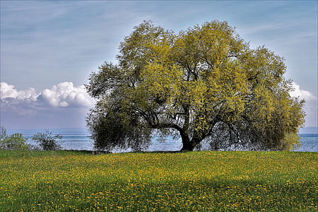 green tree near body of water thumbnail