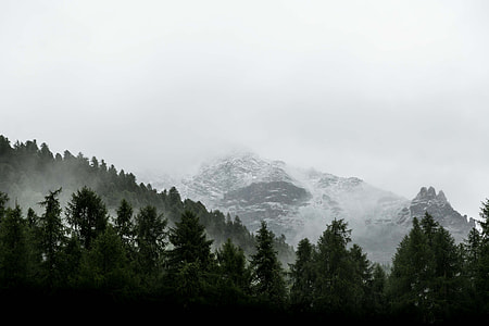 pine trees near snow covered mountain taken at foggy light thumbnail