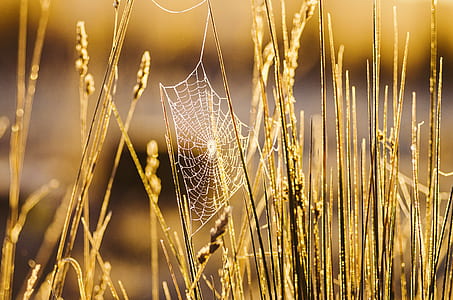 nature, agriculture, grass, blur thumbnail