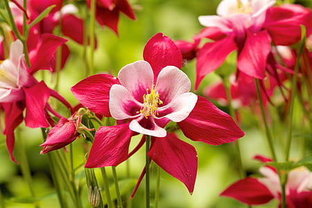 pink-and-red flowers thumbnail