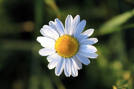 nature, flower, flora, daisy thumbnail