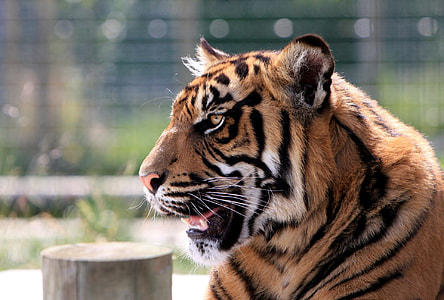 Bengal Tiger thumbnail