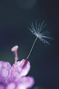 closeup photo of purple petaled flower thumbnail