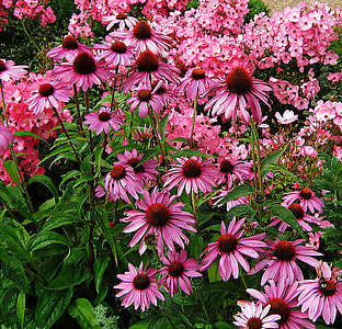 pink petaled flowers taken at daytime thumbnail