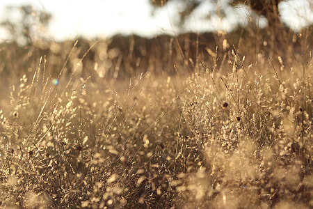 brown grass taken during golden hour thumbnail