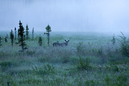 black goat on green grass thumbnail