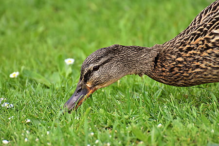 brown duck on grass during daytime thumbnail