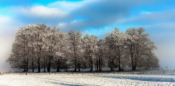 snowy brown trees under cloudy blue sky during daytime thumbnail