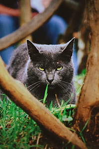 Russian Blue cat lying on grass thumbnail