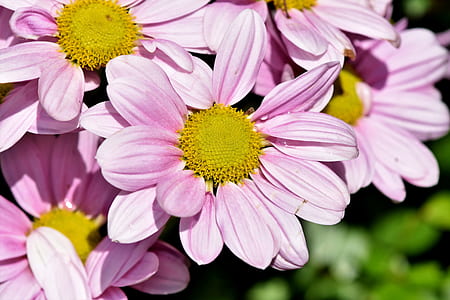 selective focus photography of purple flowers thumbnail