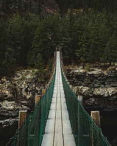 bridge near forest thumbnail