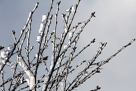 frostbitten tree branches thumbnail