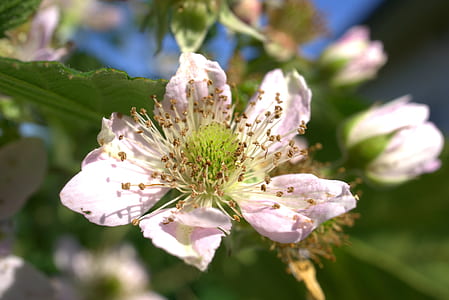pink cherry blossoms closeup photography at daytime thumbnail