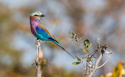 multicolored bird on brown branch thumbnail