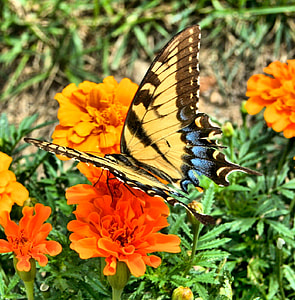 yellow and black butterfly on orange flower thumbnail