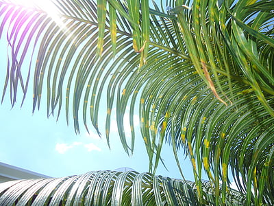 green leafed tree thumbnail