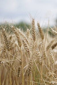 wheat in selective focus photography thumbnail